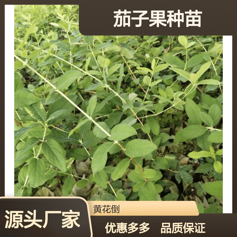 蓝靛果种苗 多年生小灌木 易栽培 基地直供 适应性强
