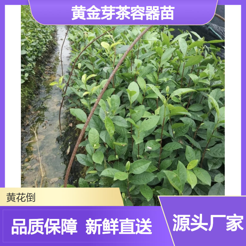 黄金芽茶容器苗 当天起苗全国直达 专线送货 品质保证