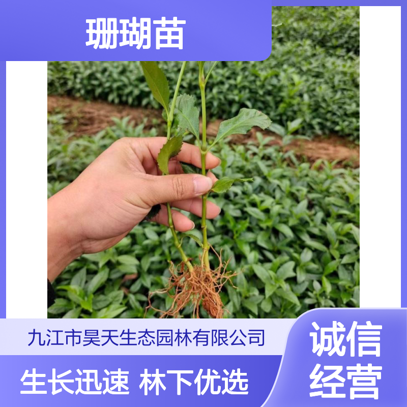 1-2年草珊瑚苗 林下种植优选苗木 H20公分以上根须发达