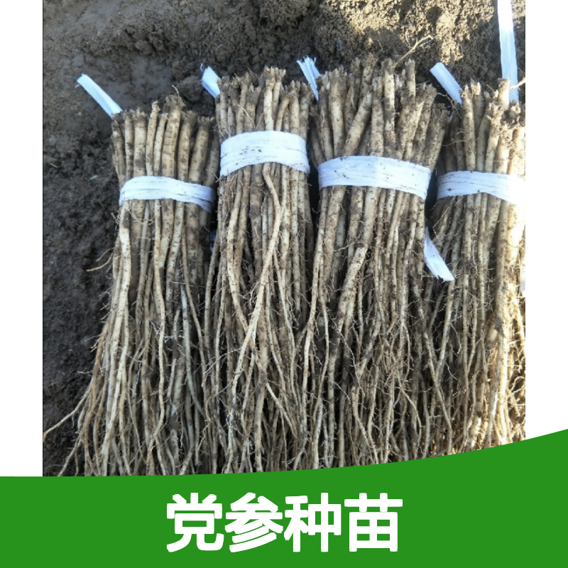党参种苗 多年生草本植物 产地直供 品质优良 耐寒耐旱