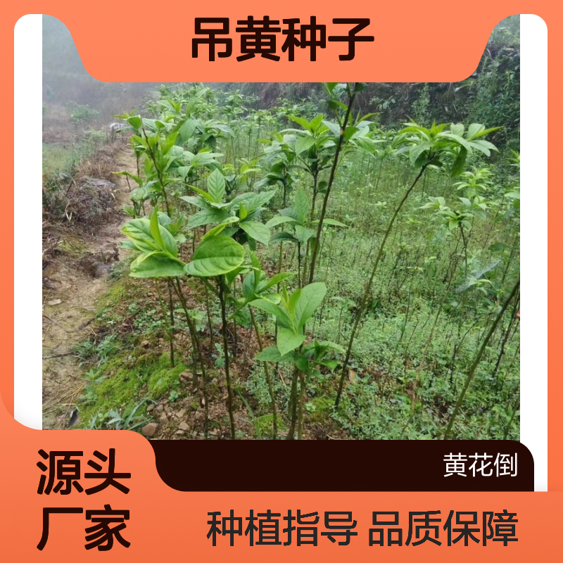 优质吊黄种子 黄花倒水莲种苗供应 根系发达 药用价值