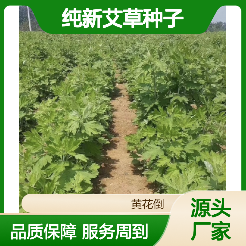当年纯新艾草种子 免费技术指导 植株浓香 现货充足