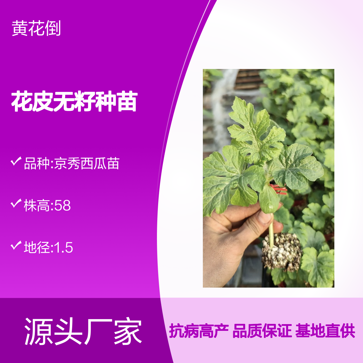 雪峰花皮无籽西瓜种苗 基地直供 抗病高产 肉质脆爽