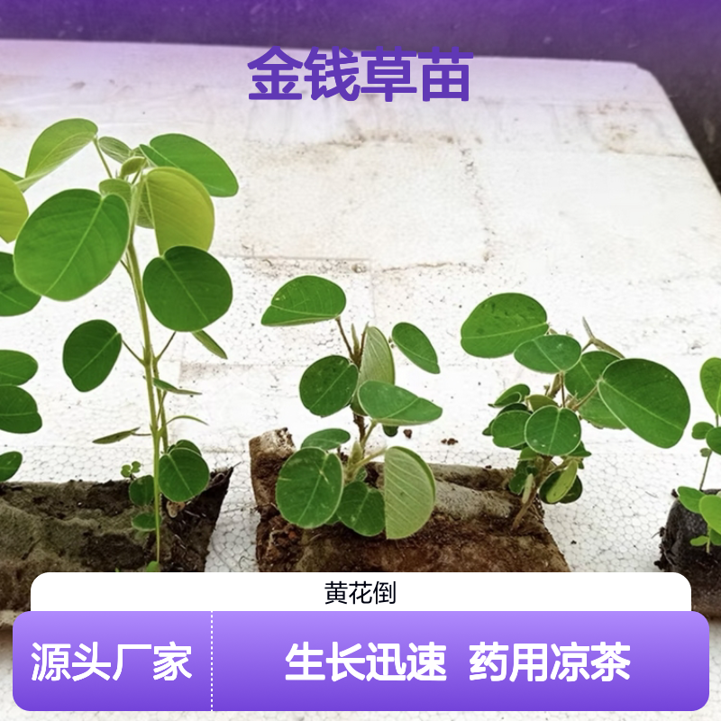 金钱草苗 批发草本植物 阳台庭院种植 生长迅速