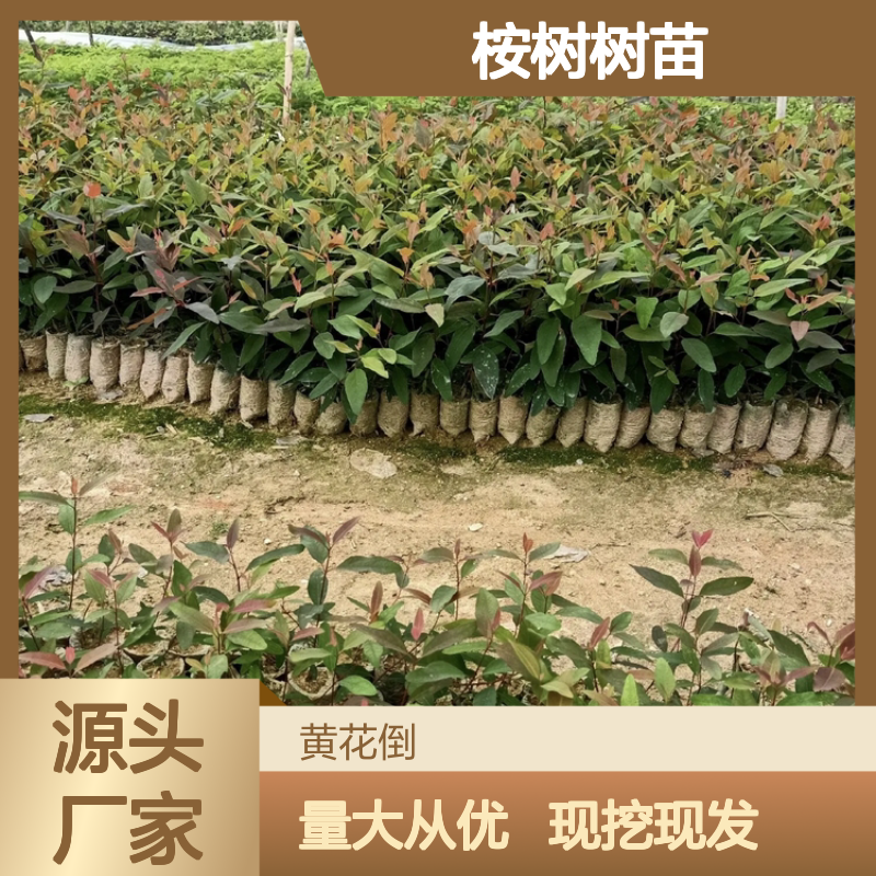 桉树树苗基地直供 优质桉树苗批发 耐寒耐旱 园林绿化