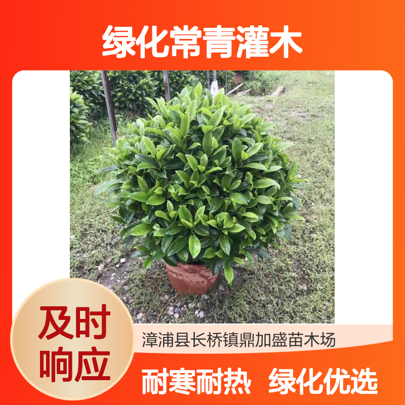 鼎加盛品牌非洲茉莉球 1.5年树龄龙枝型 别墅园林小区绿化常青灌木