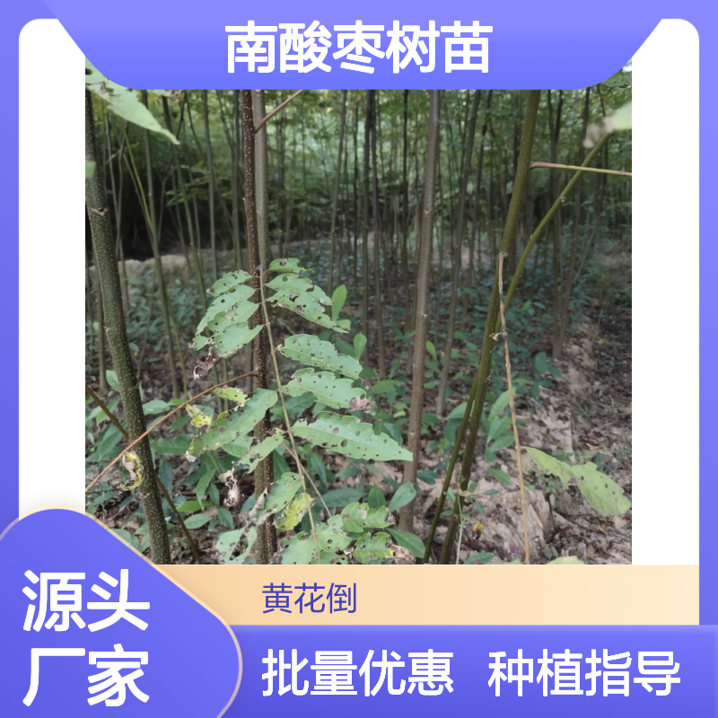 南酸枣树苗 批发供应 园林优选 高产稳产 易种易活