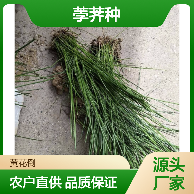 农户直供荸荠种 苗圃产地直供品质保证种植技术分享