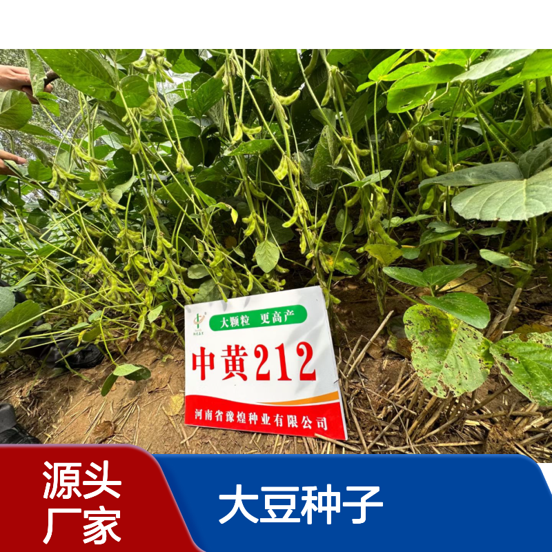高产稳产中黄212大豆种子 结荚多 大籽粒 抗性强 宜机收