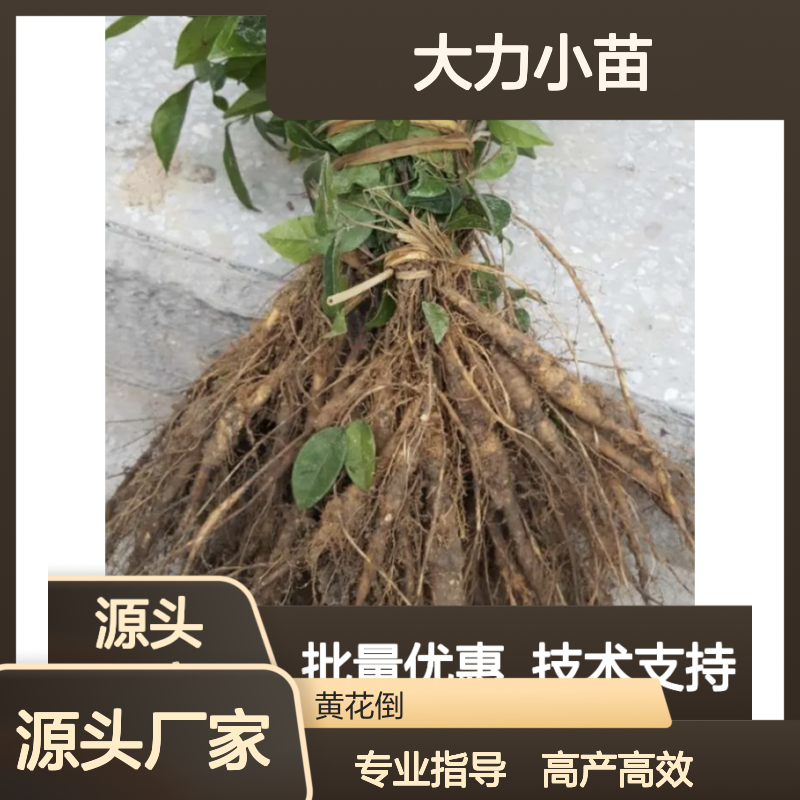 牛大力小苗 批发供应 科学管理 高产高效 专业指导