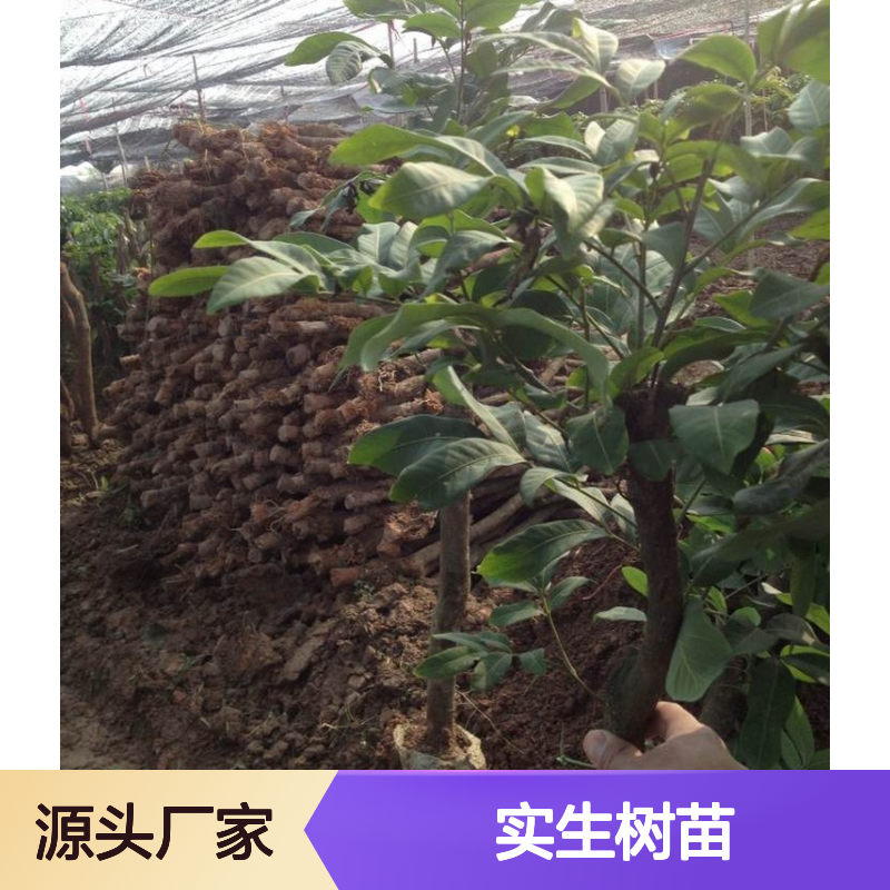 高压龙眼实生苗 专业培育 指导种植 品质上乘 技术全面
