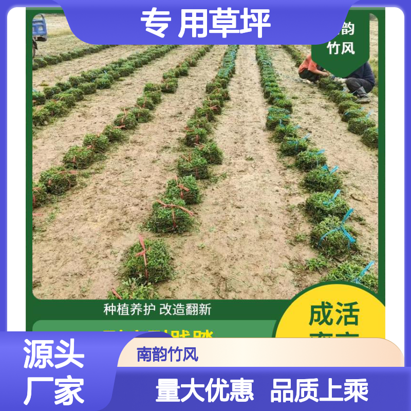 南韵竹风 老鹰草 百慕大草皮批发 高尔夫球场专 用草坪