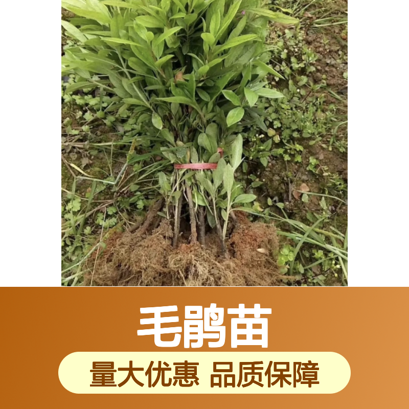 毛鹃苗批发供应 锦绣杜鹃 庭院种植佳品 花色鲜艳