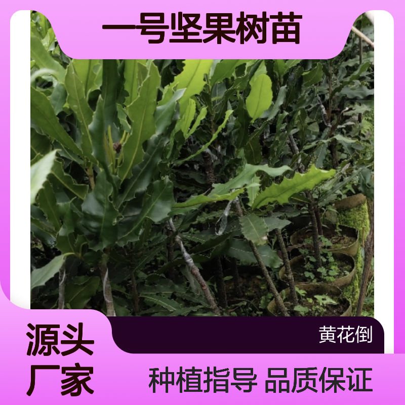 贵热一号澳洲坚果树苗 批发种植 高产优质 风味独特