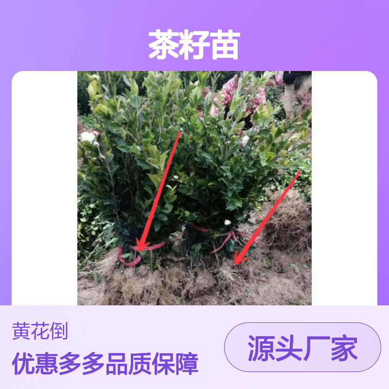 高产嫁接油茶苗 茶籽苗基地直供 果大皮薄 营养丰富