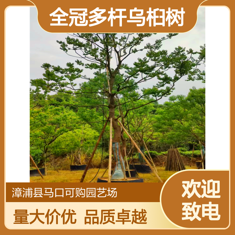 可购品牌全冠多杆乌桕树 地径20胸径25 漳 州产 露地栽培 叶绿花粉景观