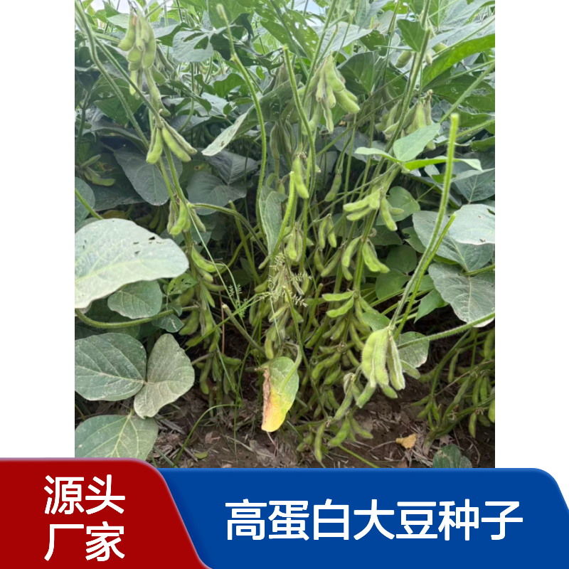 中黄212 不炸荚抗倒伏，高油高蛋白大豆种子含油量高达22.3%