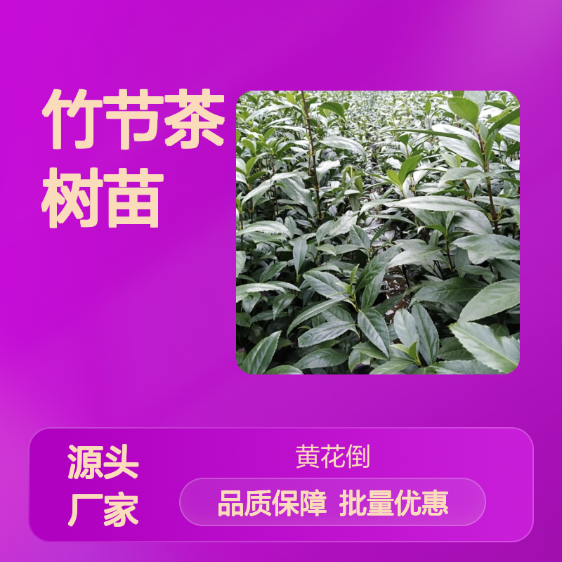 竹节茶树苗 百亩种植园直供 成活率高 生长迅速