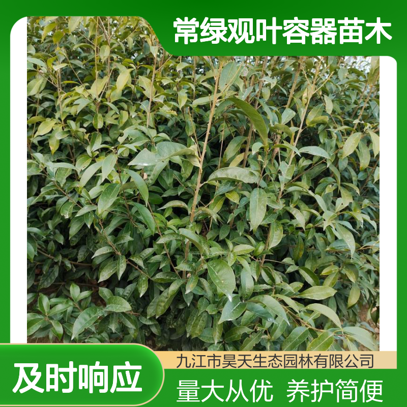 昊天园林青冈栎苗H80-120公分 常绿观叶容器苗木 长江流域种植优选