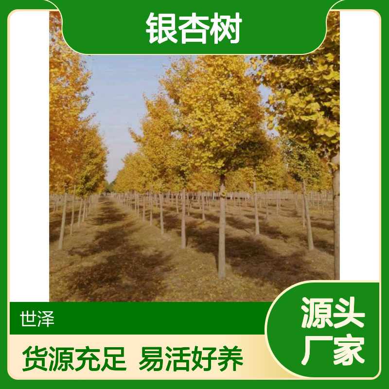 银杏树 10-15-18-20公分 树大型好 根系好 易成活 货源充足