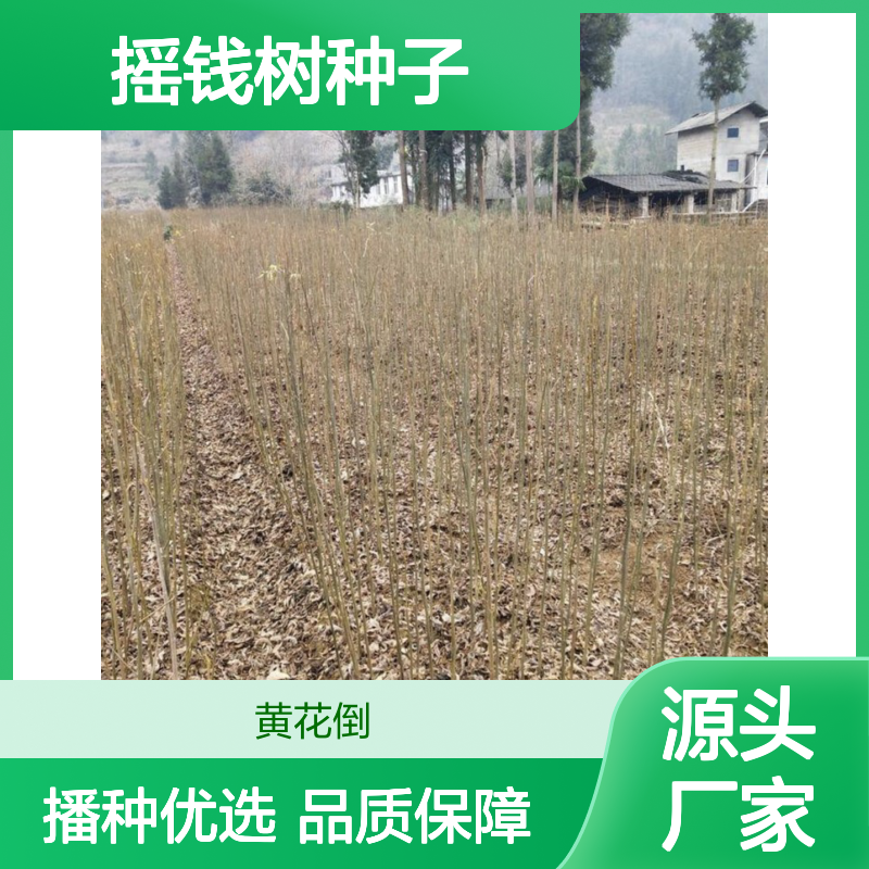 当年新采摇钱树种子 自营基地技术指导 园林观赏