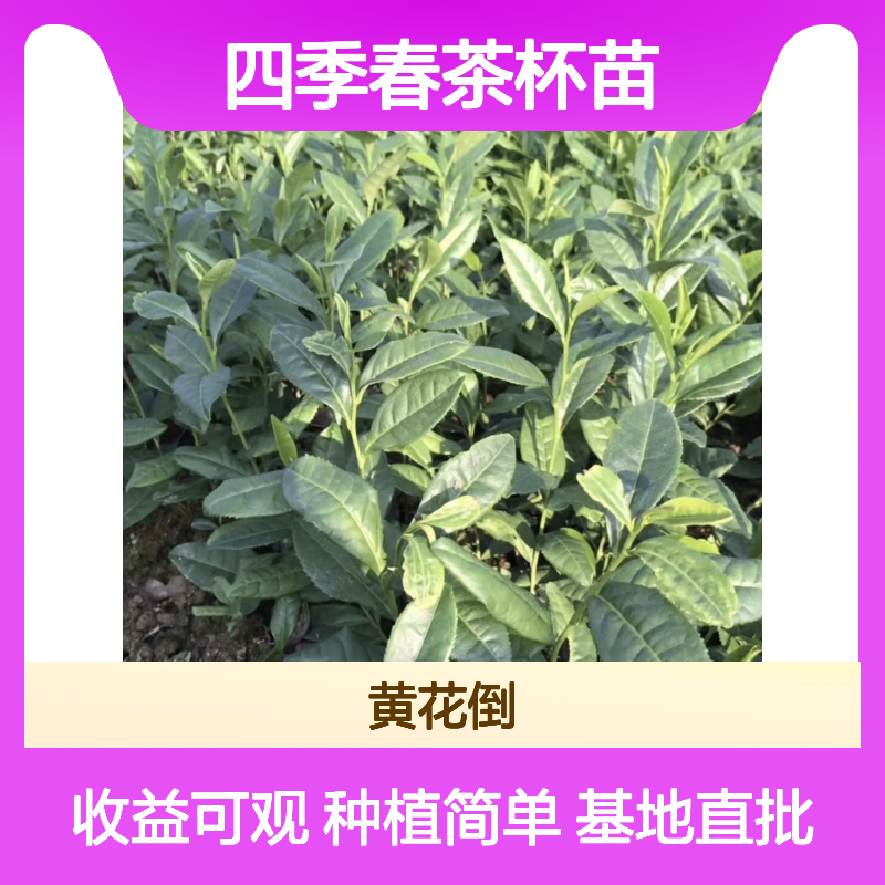 基地批发四季春茶杯苗 种植收益好荒山农田均可种植