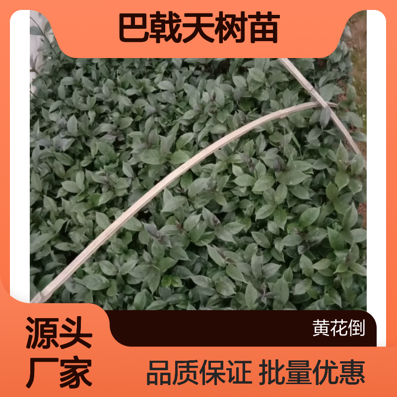 巴戟天树苗 高要良种 园林种植 扦插易活 适应性强