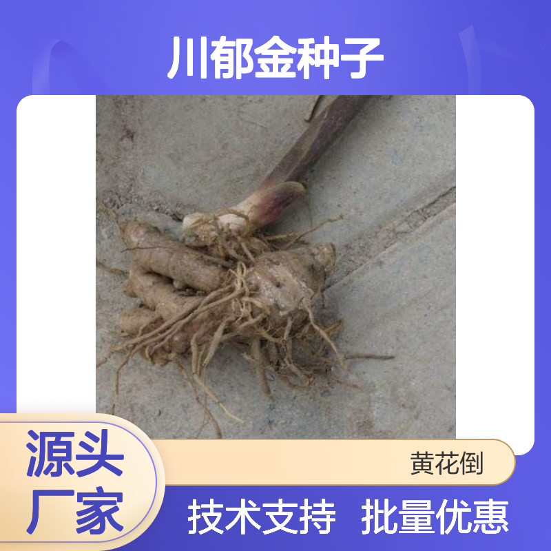 当年新收川郁金种子 基地直供 技术指导 品质保证