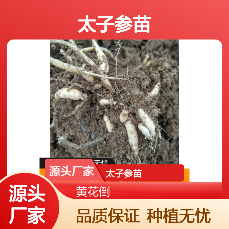 太子参苗 多年生草本药材种植 适应性强 技术成熟