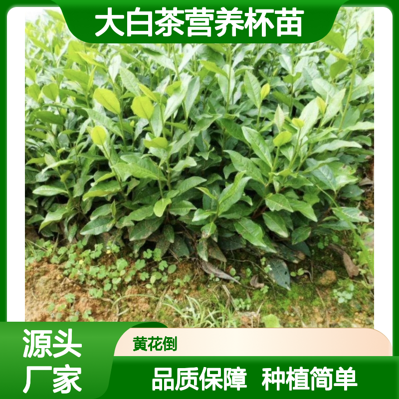 大白茶营养杯苗 多年生根系发达 高成活率 规格齐全