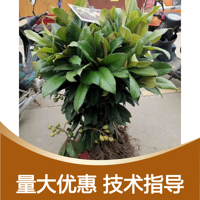 枇杷直生树苗 产地直发种植技术分享 品质优良