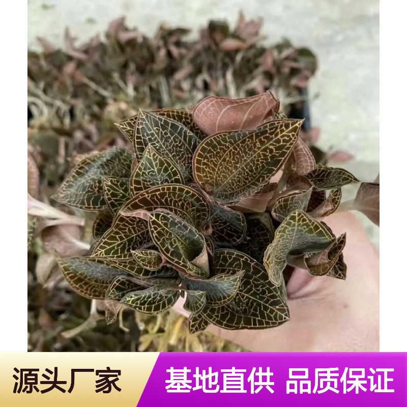 金线莲种苗 仿林下栽培 基地直供 品质优良 成活率高