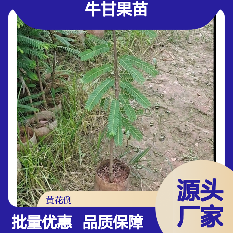 优质牛甘果苗 适应干热河谷环境 耐旱耐寒 技术成熟