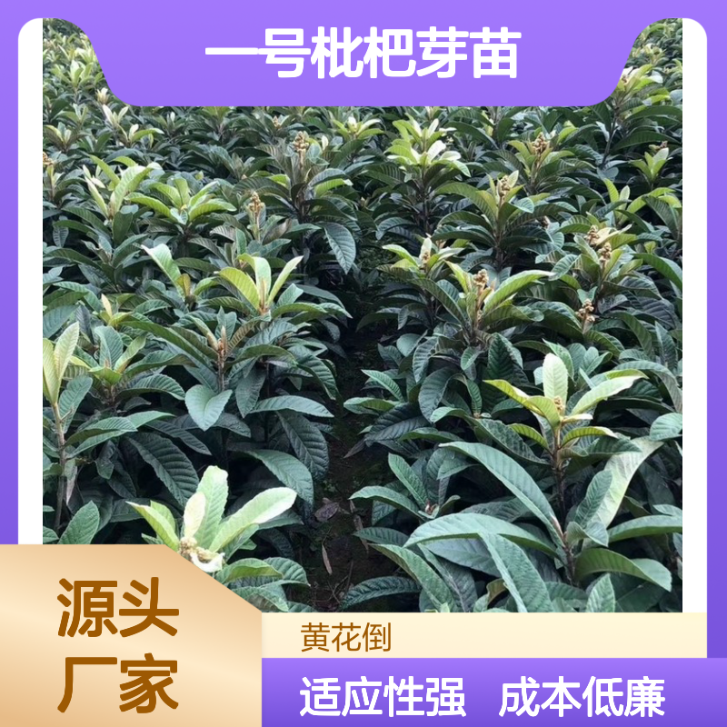 一号枇杷芽苗 种植成本低 荒山农田皆宜 适应性强