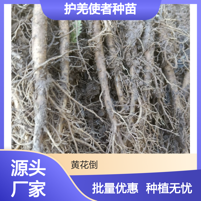 护羌使者种苗 批发供应 种植指导 品质优良 百亩产区