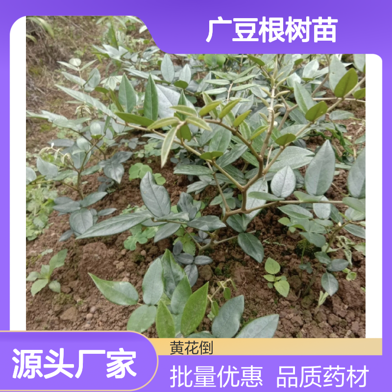 广豆根树苗 产地直发 批量优惠 药用价值 秋季采收
