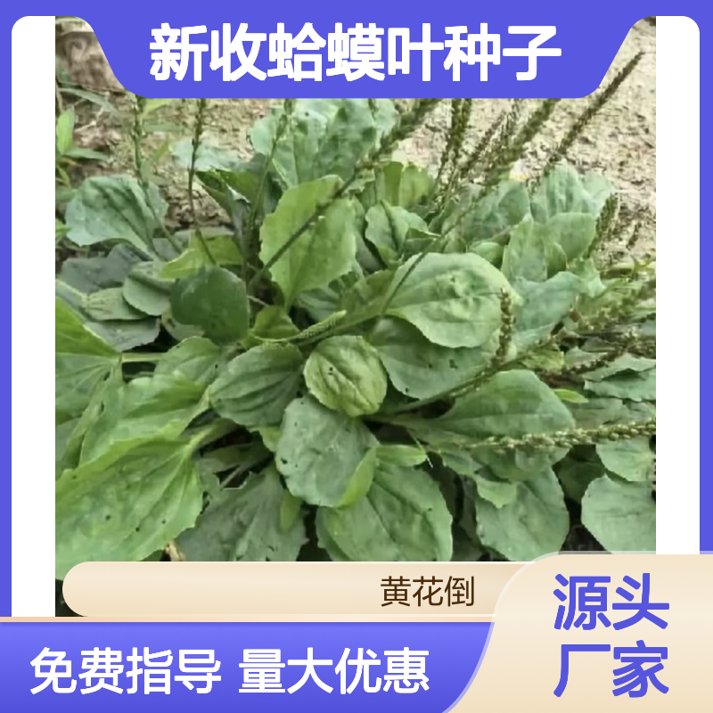 当年新收蛤蟆叶种子 产地一手货源免费技术指导