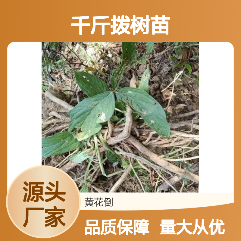 千斤拨树苗 基地直供 园林优选 生长迅速 管理简单