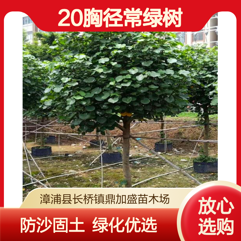 鼎加盛全冠糕仔树 黄槿20胸径常绿树 海岸防沙防风防潮绿化优选