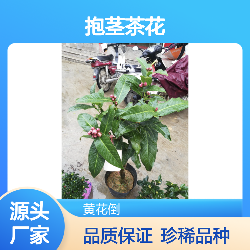 金君辉煌抱茎茶花 中型重瓣珍稀品种 生长旺盛