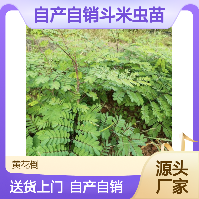 自产自销斗米虫苗 送货上门包邮 欢迎来电洽谈经验分享
