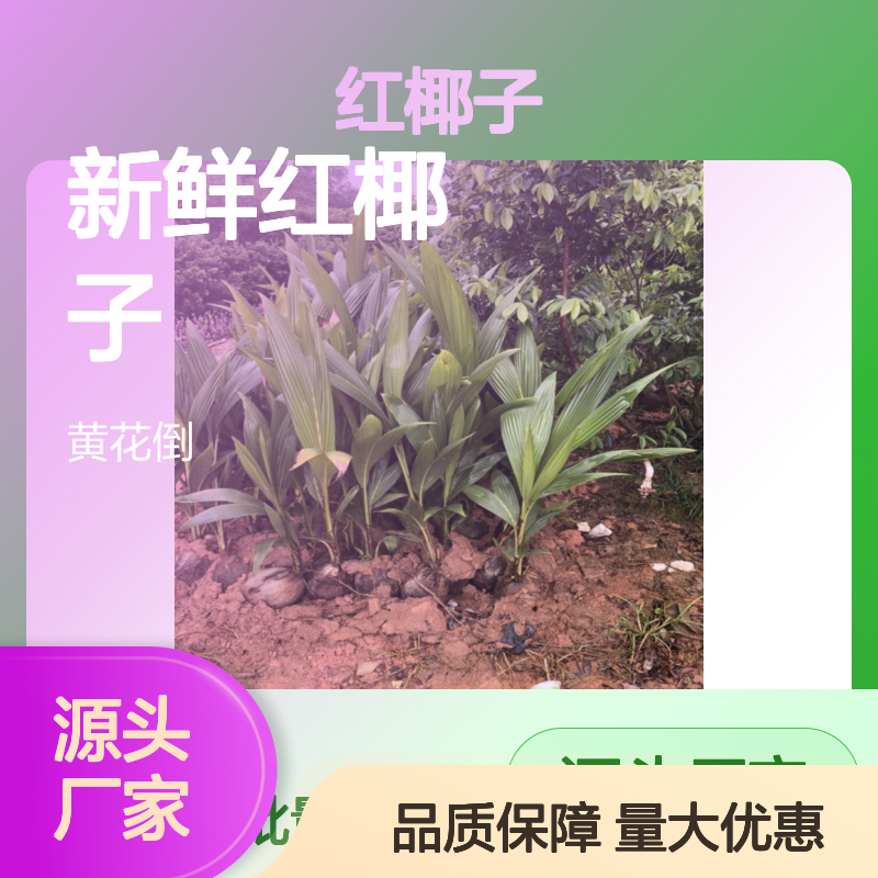 红椰子百亩园直供 新鲜批发园林果树 全肥施养
