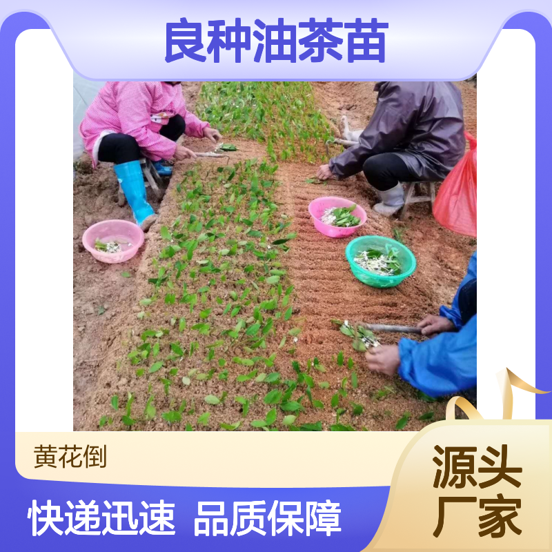 良种油茶苗 高产嫁接苗 批发供应 果大皮薄 营养丰富