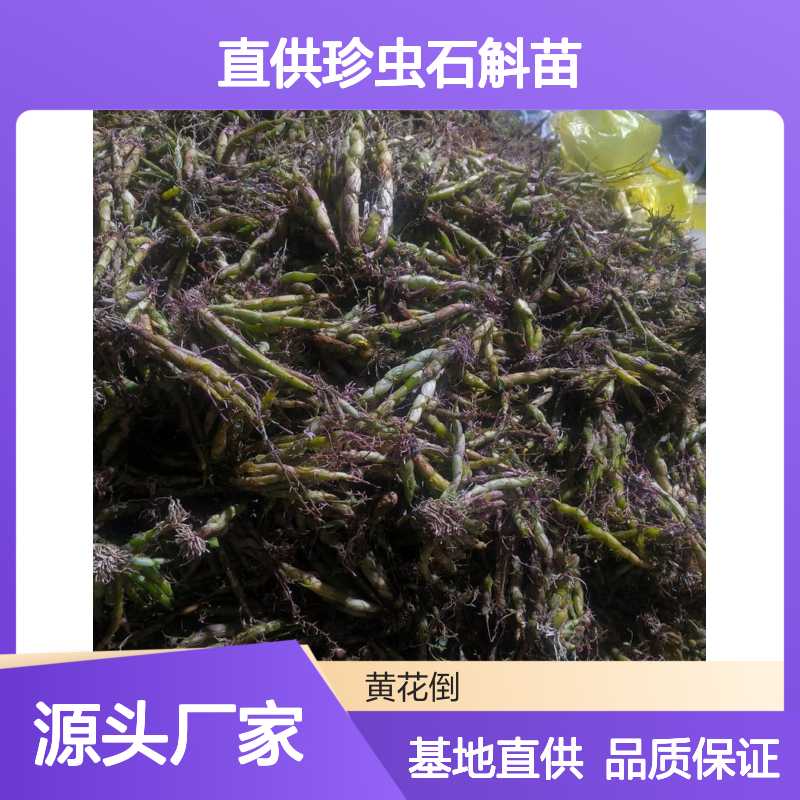 基地直供珍虫石斛苗 基地直发包教种植管理技术 品质纯正可票