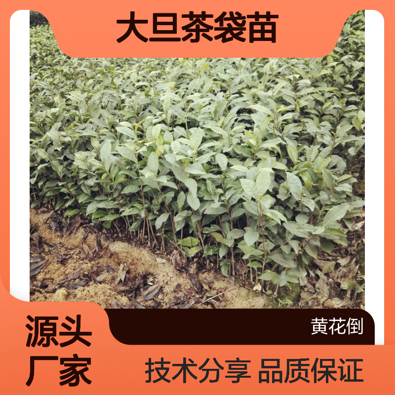产地批发大旦茶袋苗 苗圃产地直供品质保证种植技术分享