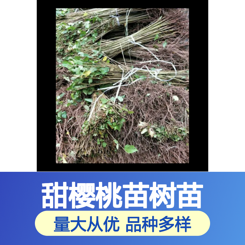 甜樱桃苗树苗 多种品种可选 产地直供 适应性强