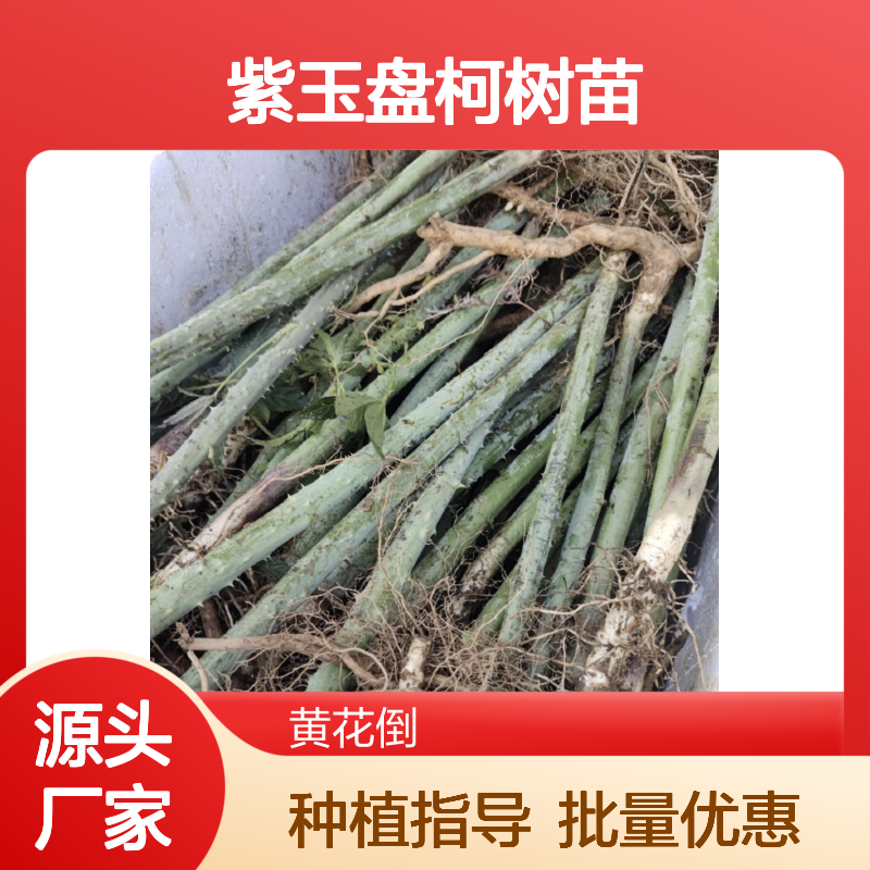 紫玉盘柯树苗 基地直供 批量种植 园林优选 成活率高