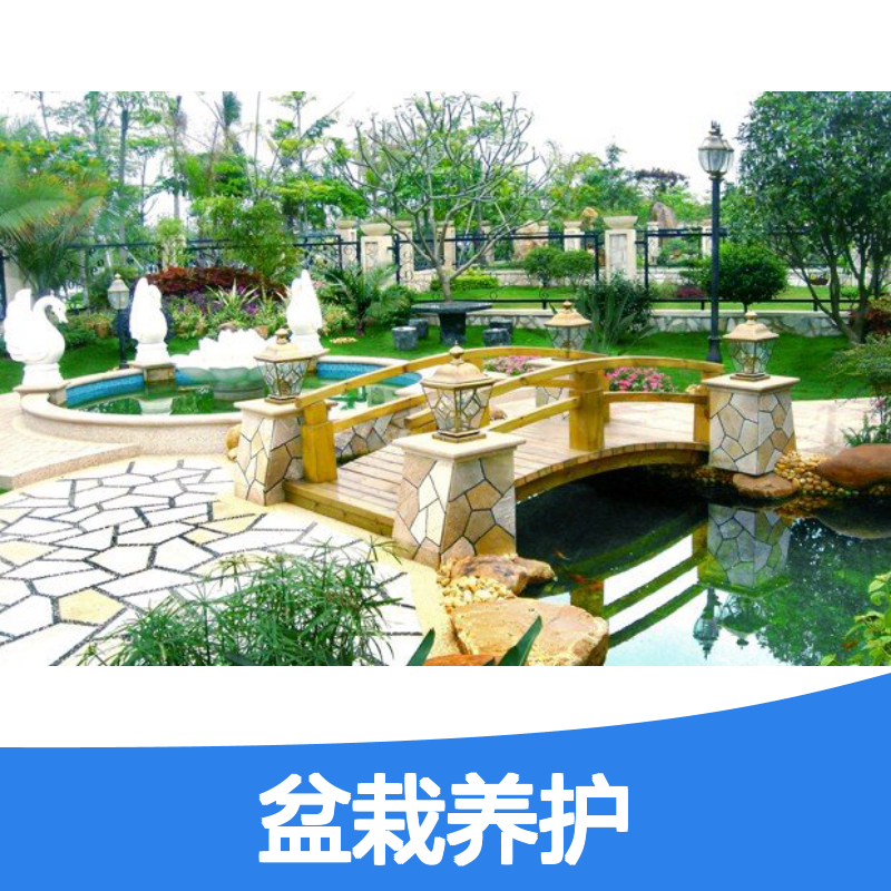 南韵竹风盆栽租赁 养护服务周全 品种多样 成活率高