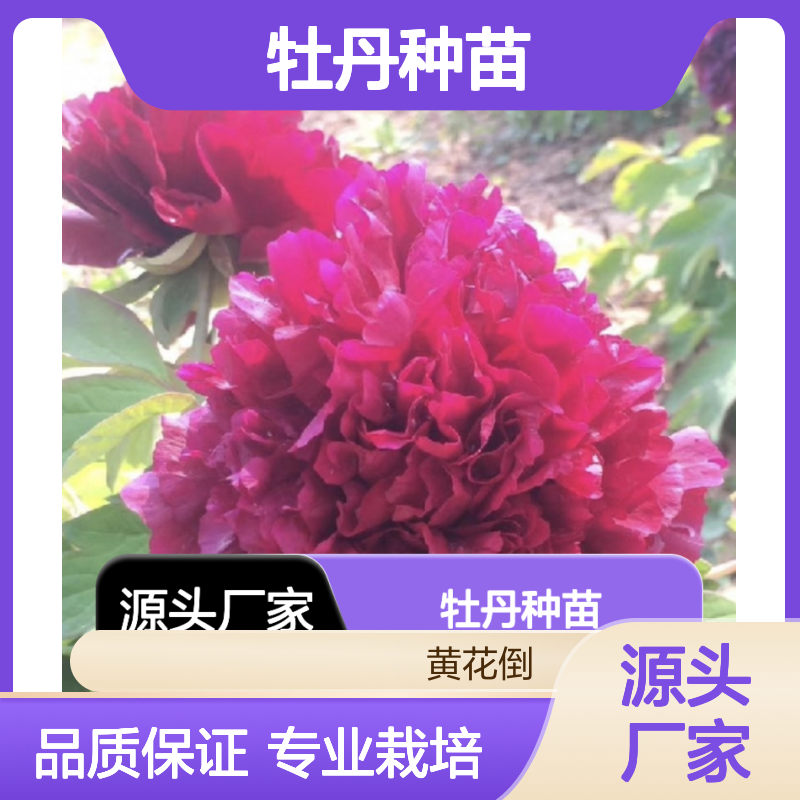 优质牡丹种苗 种植主产区供货 栽培专业 历史悠久