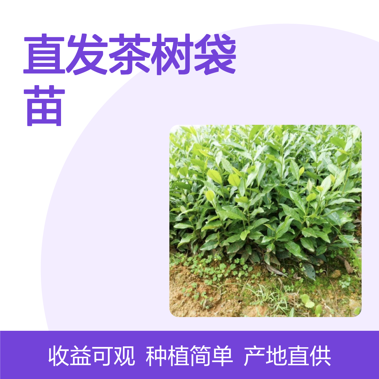 产地直发茶树袋苗 种植收益好荒山农田均可种植